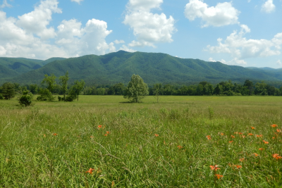 The Farm at Cane Creek Homes for Sale
