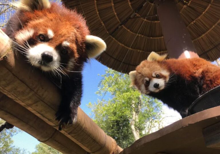 2 red panda looking at the camera