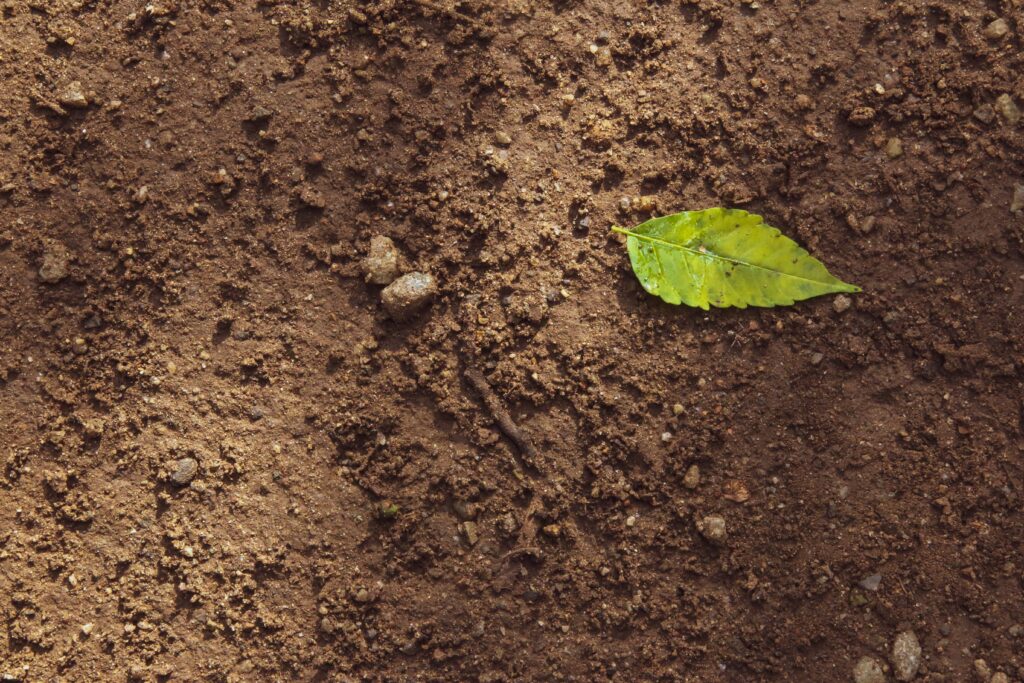 Soil with a green leaf